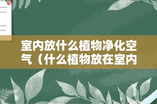 室内放什么植物净化空气（什么植物放在室内净化空气最好）