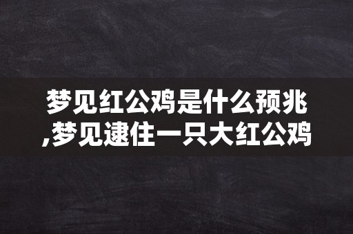 梦见红公鸡是什么预兆,梦见逮住一只大红公鸡